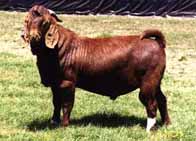 A picture of an ugly goat.