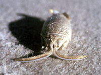 Difference between Mole crab and Sand fleas (often called by other