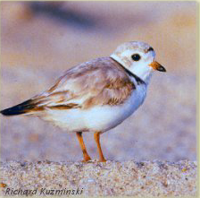 little endangered bird