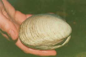 hard-shelled clam
